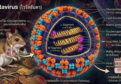 ไวรัสฮันตา